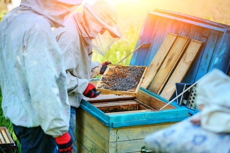 Two beekeepers work on an apiary. Summer.の写真素材