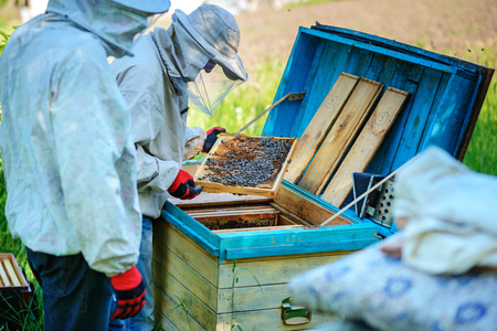 Two beekeepers work on an apiary. Summer.の写真素材