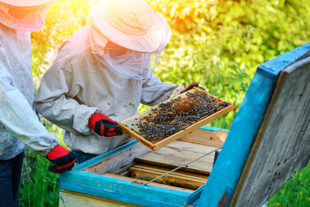 Two beekeepers work on an apiary. Summer.の写真素材