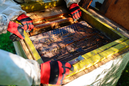 The beekeeper takes the frame with honeycomb from the hive.