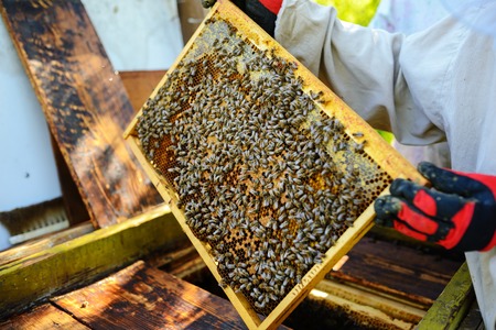 The beekeeper takes the frame with honeycomb from the hive.の写真素材
