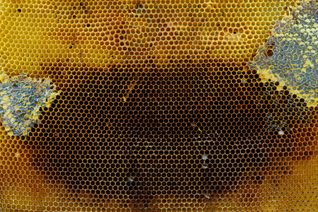 honey comb with honey as a background .の写真素材