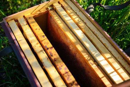 Beekeeper holding frame of honeycomb with bees.