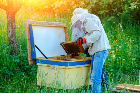 Two beekeepers work on an apiary. Summer.