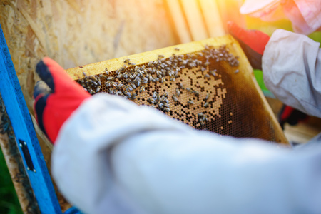 The beekeeper takes the frame with honeycomb from the hive.の写真素材