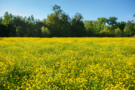 Summer landscape with textured sky and grazing herd of cows on the field, overgrown with yellow flowers. Backgroundの写真素材