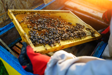The beekeeper takes the frame with honeycomb from the hive.の写真素材