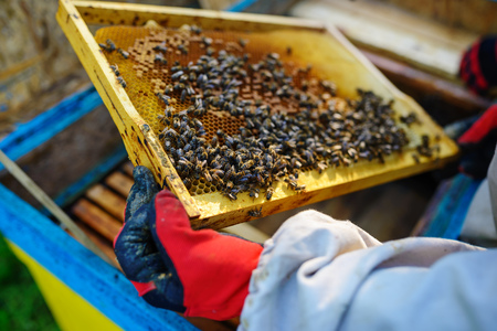 The beekeeper takes the frame with honeycomb from the hive.の写真素材