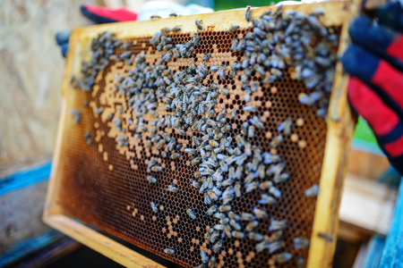Beekeeper holding frame of honeycomb with bees.の写真素材