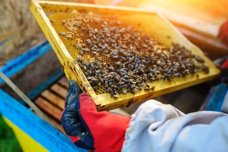 The beekeeper takes the frame with honeycomb from the hive.の写真素材