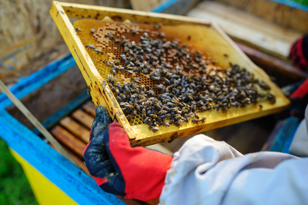 The beekeeper takes the frame with honeycomb from the hive.の写真素材