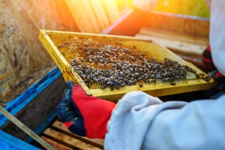 The beekeeper takes the frame with honeycomb from the hive.の写真素材