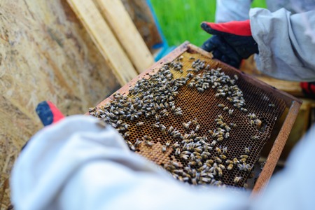 The beekeeper takes the frame with honeycomb from the hive.の写真素材