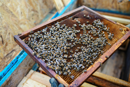 Beekeeper holding frame of honeycomb with bees.の写真素材