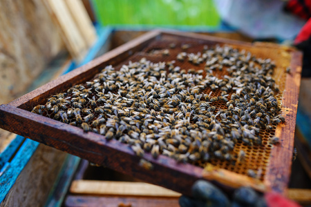 Beekeeper holding frame of honeycomb with bees.の写真素材