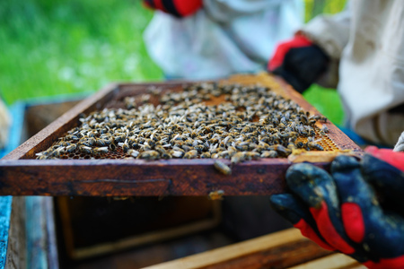 Beekeeper holding frame of honeycomb with bees.の写真素材