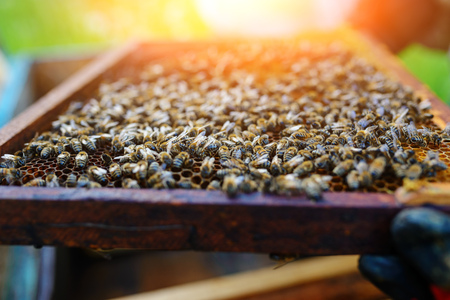 Beekeeper holding frame of honeycomb with bees.の写真素材