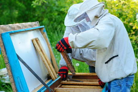 Two beekeepers work on an apiary. Summer.の写真素材