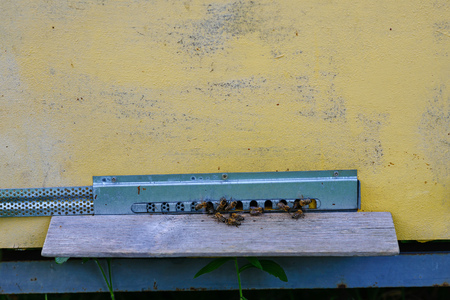 Group of honeybees flying into a vintage beehive.の写真素材