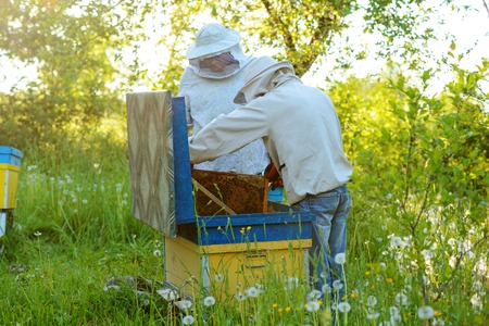 Two beekeepers work on an apiary. Summer.の写真素材