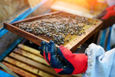 The beekeeper takes the frame with honeycomb from the hive.の写真素材
