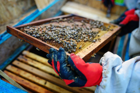 The beekeeper takes the frame with honeycomb from the hive.の写真素材