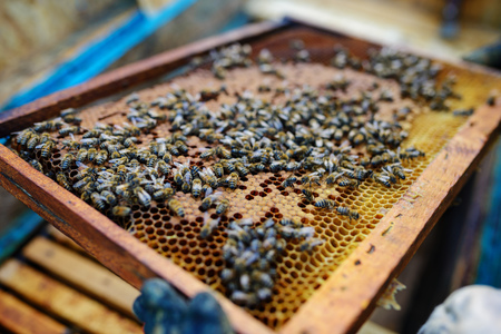 Beekeeper holding frame of honeycomb with bees.の写真素材