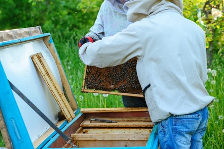 Two beekeepers work on an apiary. Summer.の写真素材