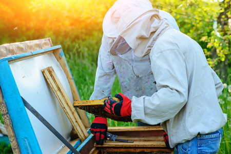 Two beekeepers work on an apiary. Summer.の写真素材