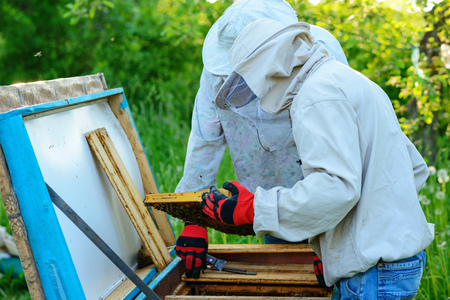 Two beekeepers work on an apiary. Summer.の写真素材