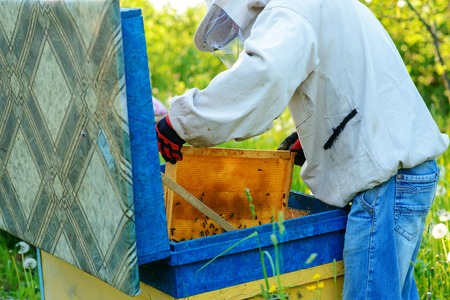 Two beekeepers work on an apiary. Summer.の写真素材