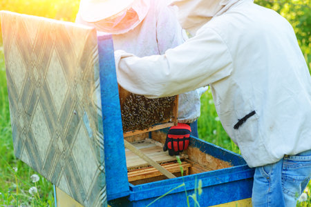 Two beekeepers work on an apiary. Summer.