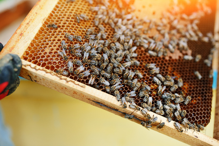 Beekeeper holding frame of honeycomb with bees.の写真素材