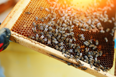 Beekeeper holding frame of honeycomb with bees.の写真素材