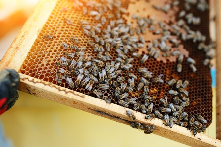 Beekeeper holding frame of honeycomb with bees.の写真素材