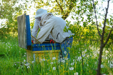Two beekeepers work on an apiary. Summer.の写真素材