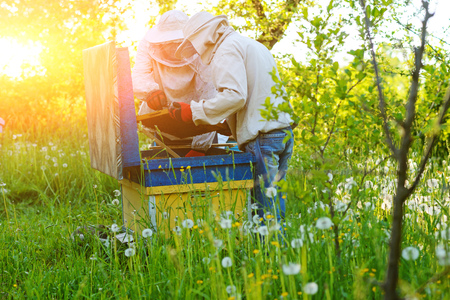 Two beekeepers work on an apiary. Summer.の写真素材