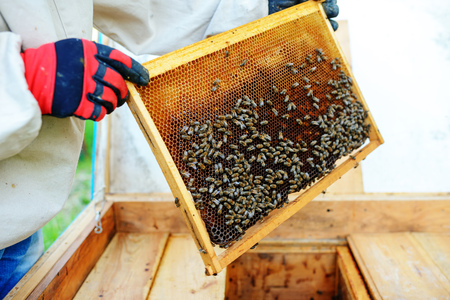 The beekeeper takes the frame with honeycomb from the hive.の写真素材