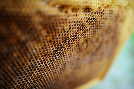 Background texture and pattern of a section of wax honeycomb from a bee hive filled with golden honey in a full frame view.の写真素材