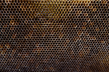 Background texture and pattern of a section of wax honeycomb from a bee hive filled with golden honey in a full frame view.の写真素材