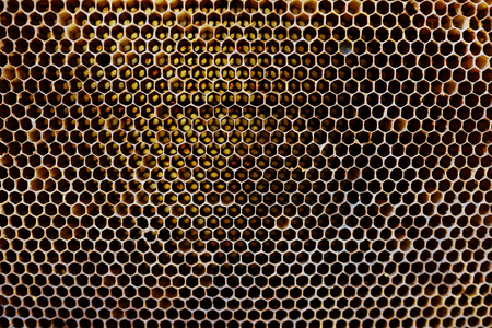 Background texture and pattern of a section of wax honeycomb from a bee hive filled with golden honey in a full frame view.の写真素材