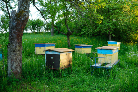 Polish landscape with beehives on ecological field.の写真素材