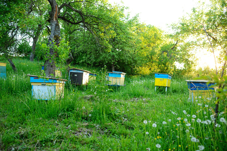 Polish landscape with beehives on ecological field.の写真素材