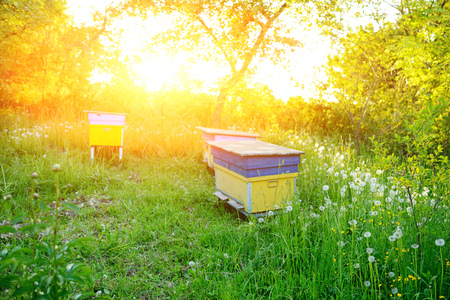 Polish landscape with beehives on ecological field.の写真素材