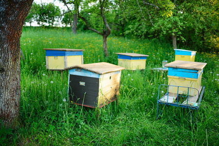 Polish landscape with beehives on ecological field.の写真素材