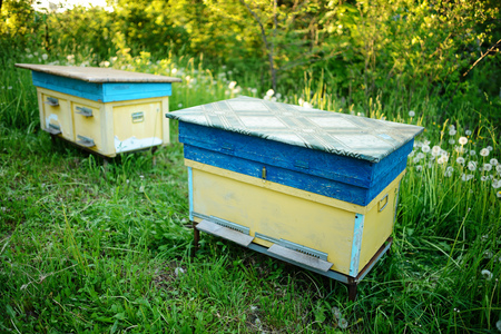Polish landscape with beehives on ecological field.の写真素材