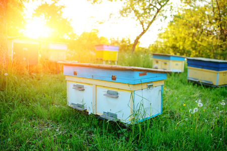 Polish landscape with beehives on ecological field.の写真素材