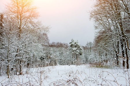 Sunset in the wood between the trees strains in winter period.の写真素材