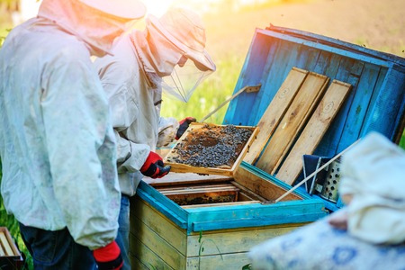 Two beekeepers work on an apiary. Summer.の写真素材