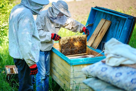 Two beekeepers work on an apiary. Summer.の写真素材